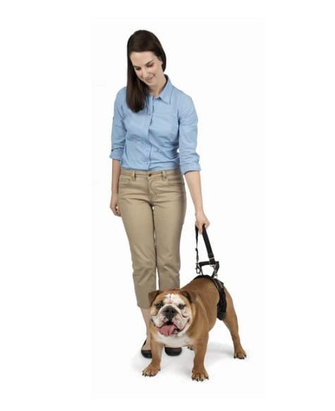 PetSafe CareLift® Lifting Harness Rear-Only Medium