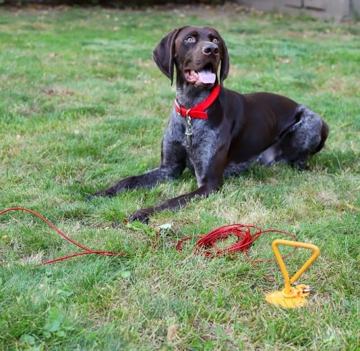 Super Auger Tie Out Stake for Dogs 24"