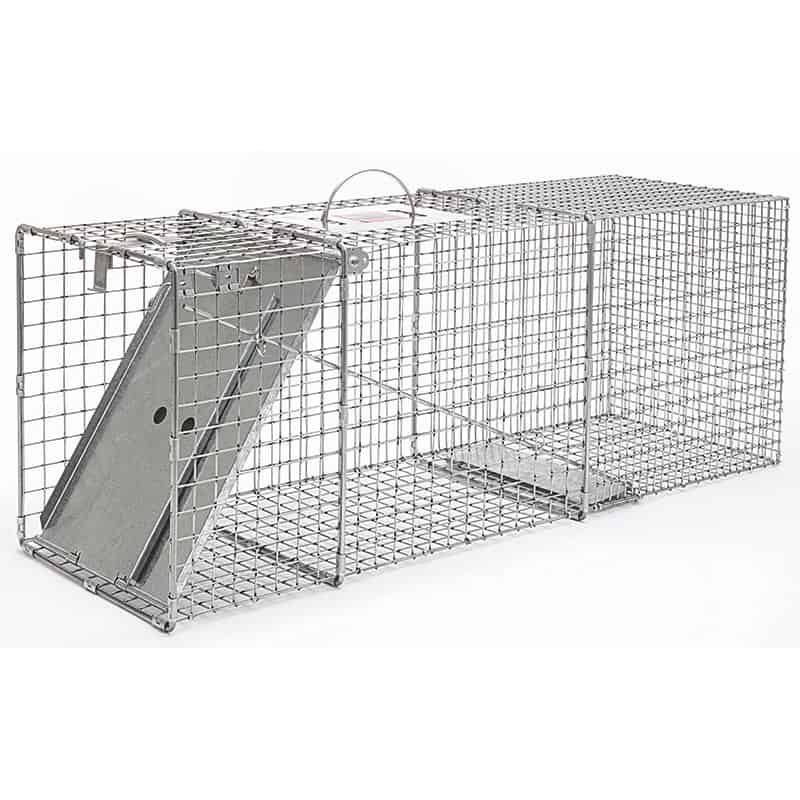 Little Giant® Single Door Live Animal Trap 32"