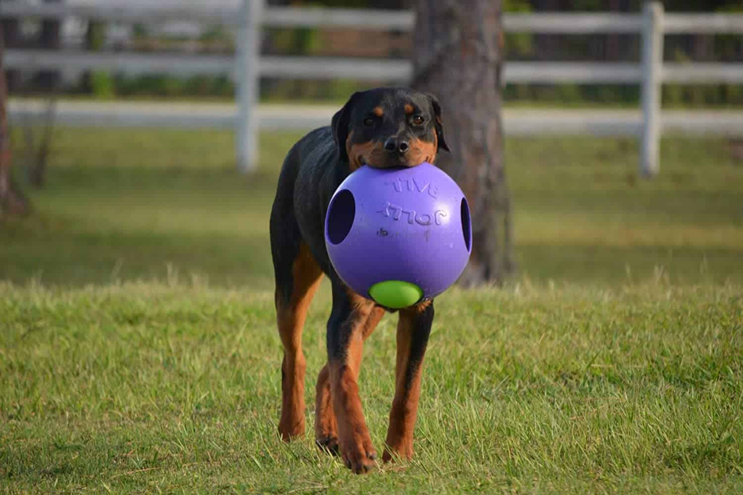 THE TEASER BALL® Dog Toy Large 10"