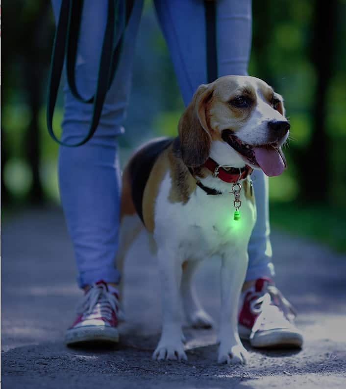 pet-blinkers-safety-light