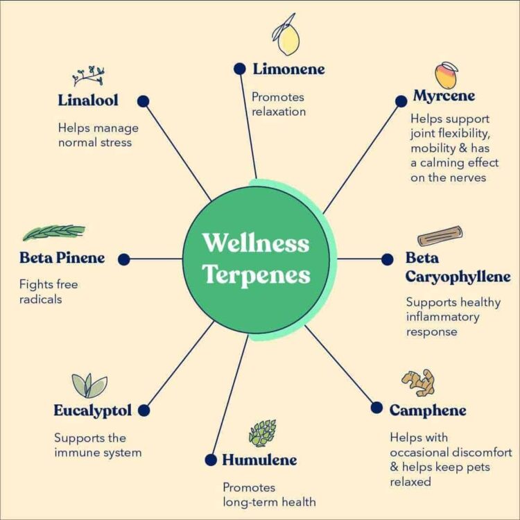 Honest Paws Wellness Oil for Dogs