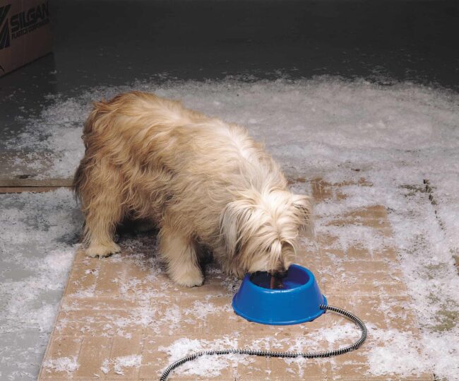 heated-pet-bowl-1-quart-plastic-blue