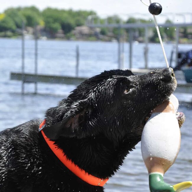 Water & Woods Waterfowl Mallard Foam Dog Trainer