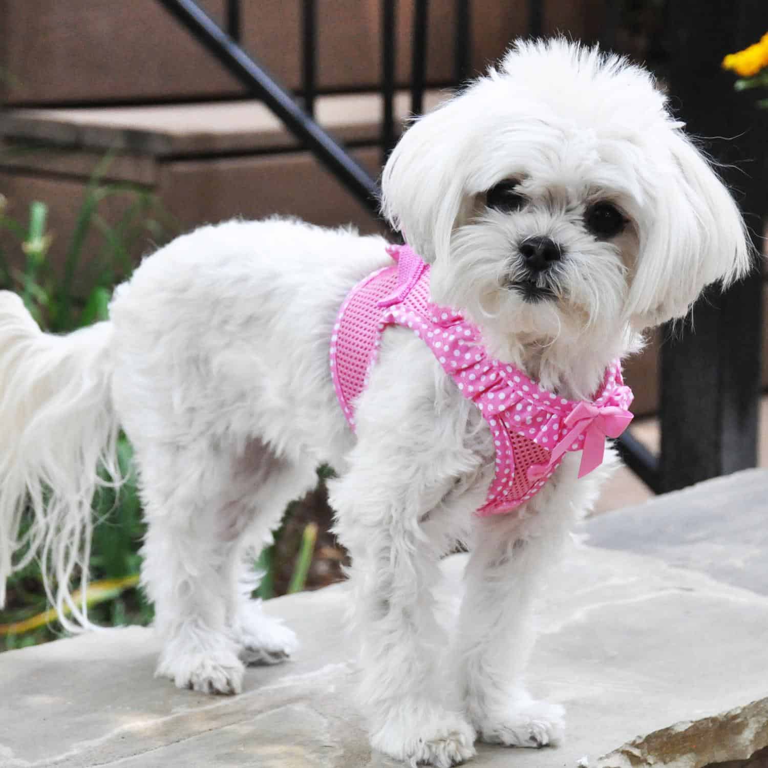 Doggie Design Pink Polka Dot Harness