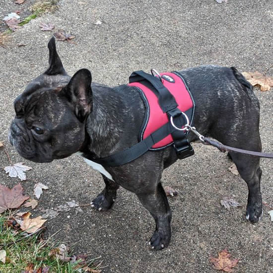 Bark Appeal No Pull Dog Harness Red