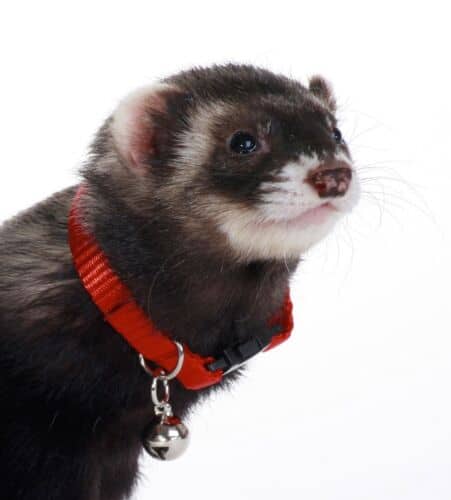 Marshall Ferret Bell Collar