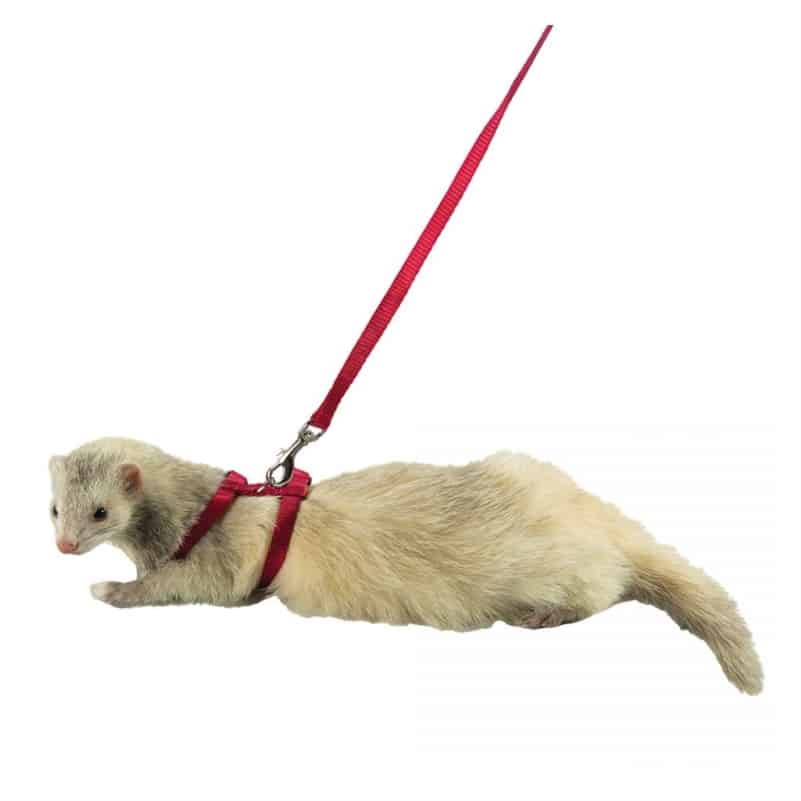 Marshall Ferret Harness & Lead