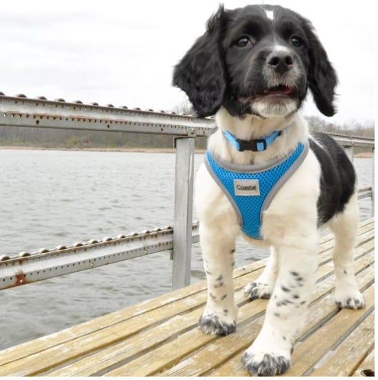adjustable-soft-wrap-relfective-harness
