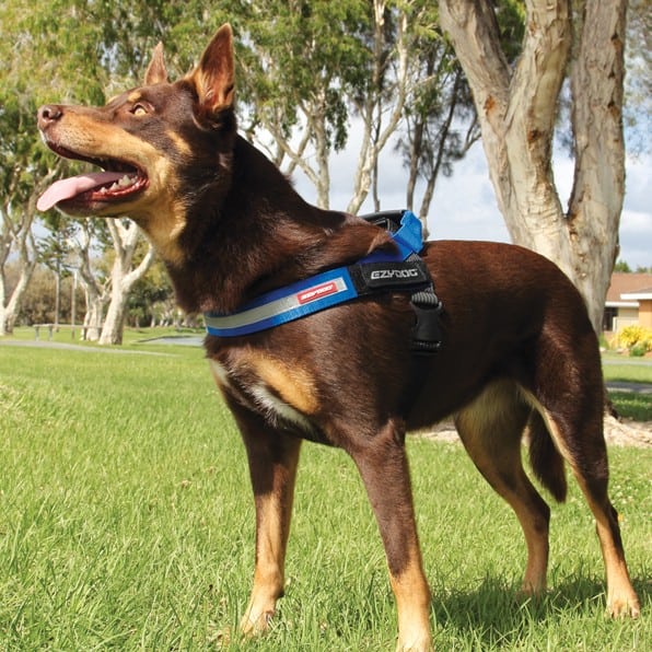 EzyDog Express Dog Harness