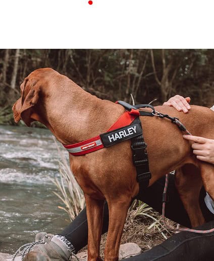 EzyDog Express Dog Harness