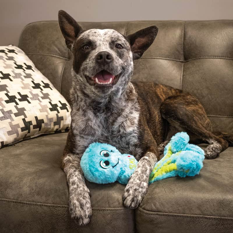 KONG Wubba Octopus Assorted Dog Toy SM