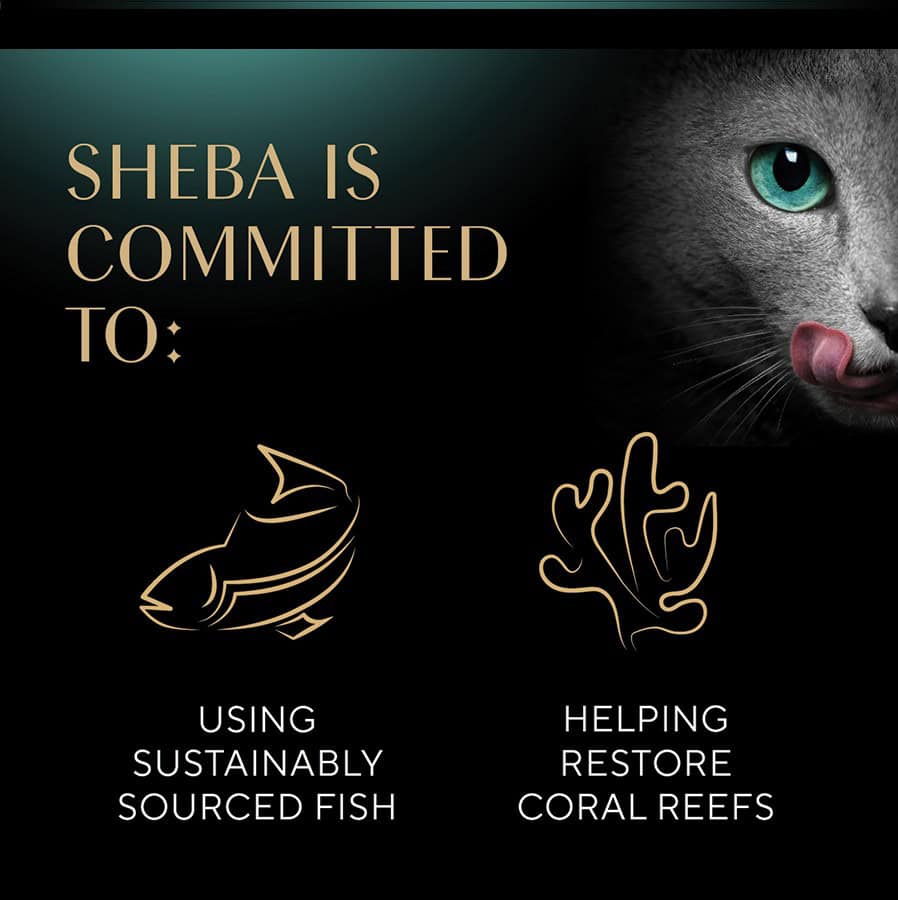 SHEBA-PP-Whitefish-and-Tuna-Cuts-INFO4