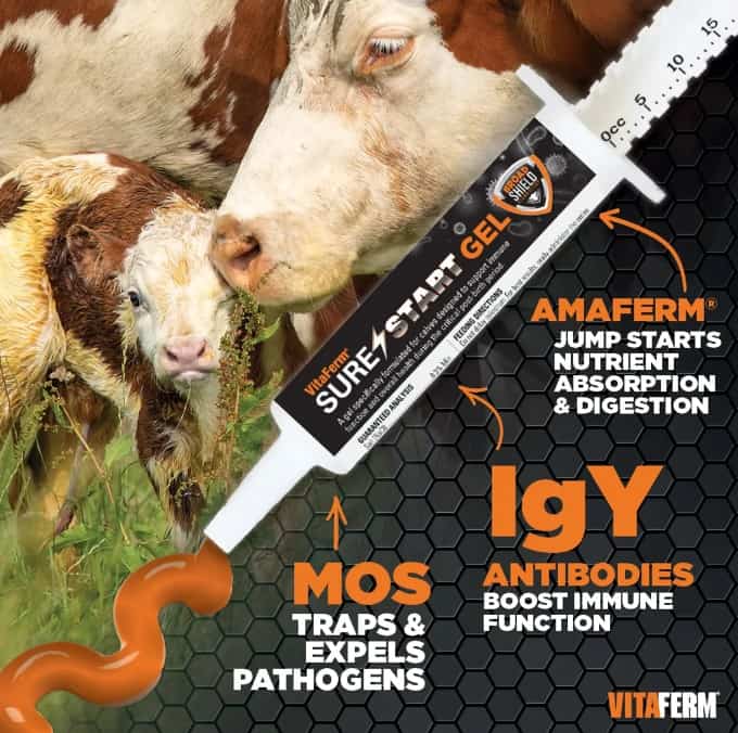 VitaFerm-Sure-Start-Gel-INFO3